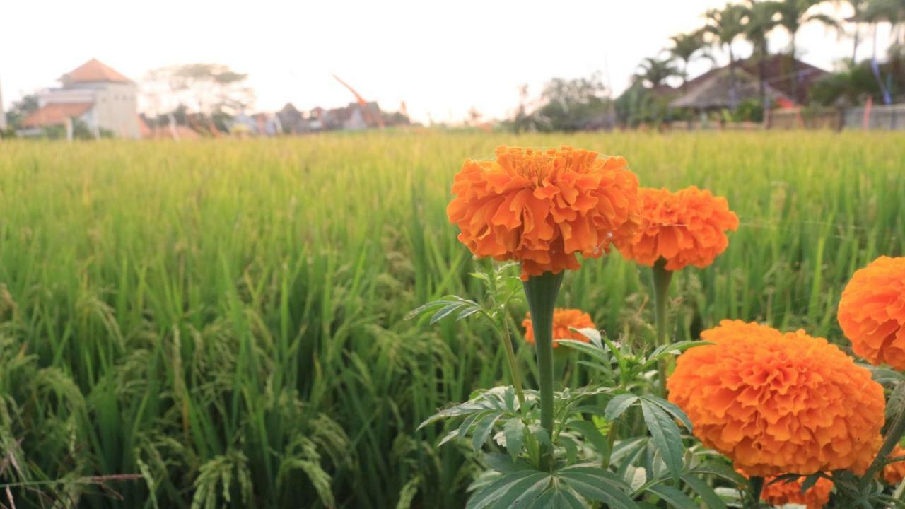 Villa Padi Canggu Exteriör bild